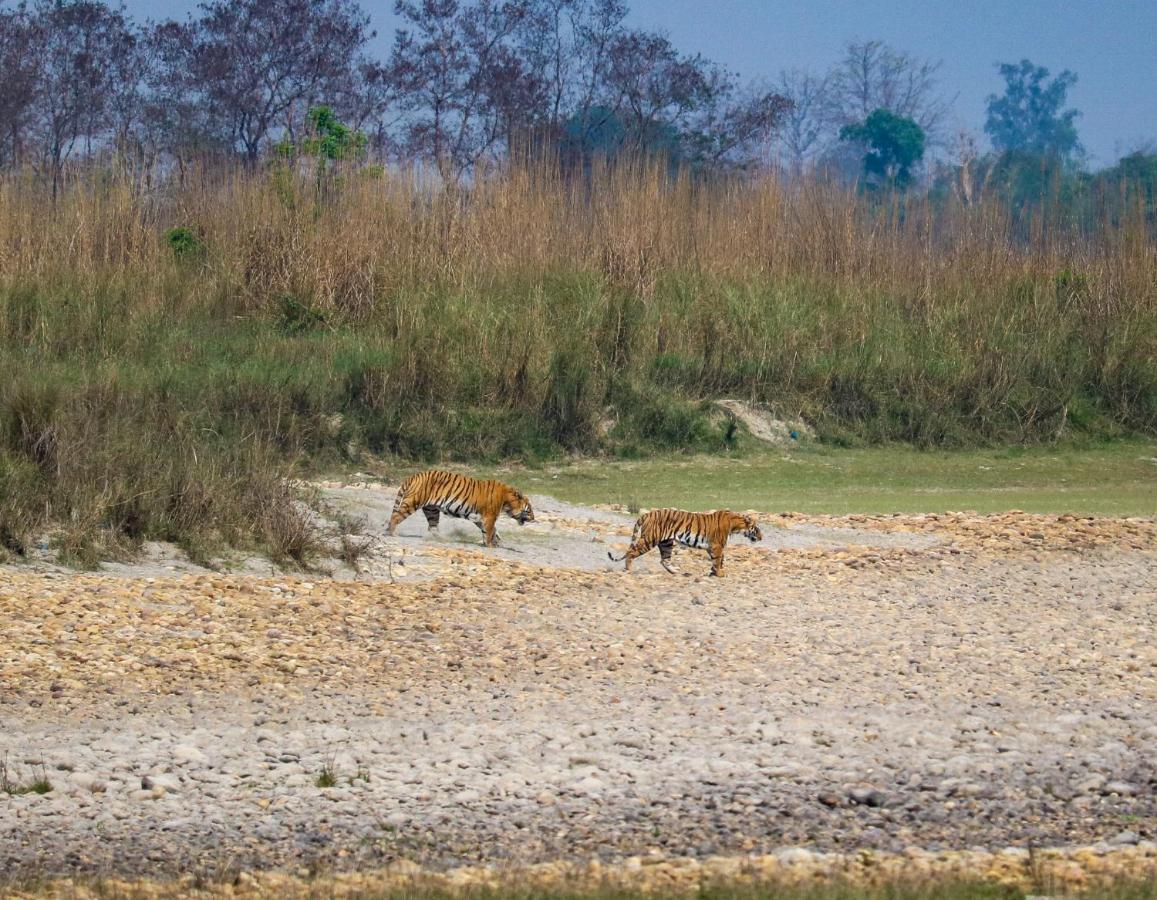 Bardia Wildlife Resort Bardiya Buitenkant foto