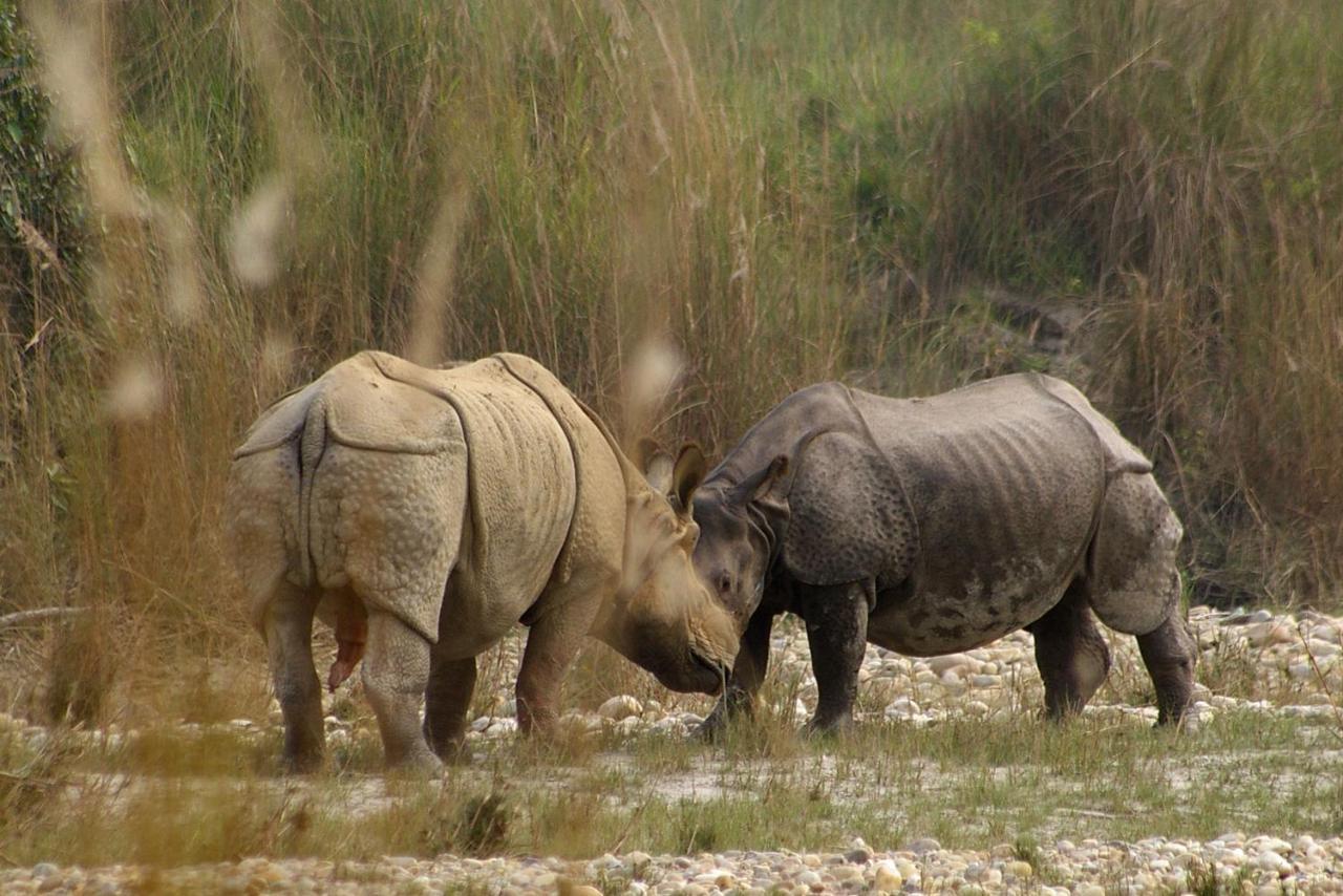 Bardia Wildlife Resort Bardiya Buitenkant foto